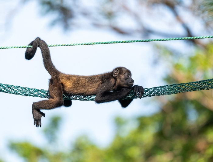 Baby Howler Monkey in Costa Rica resting on the monkey ladder against the bright sky