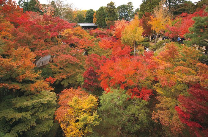 Фотография деревьев осенью, цветовой стиль 