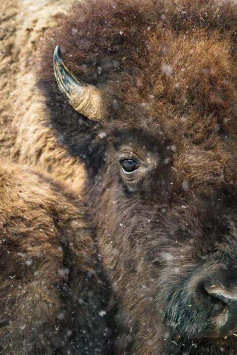 Close up image of the bison