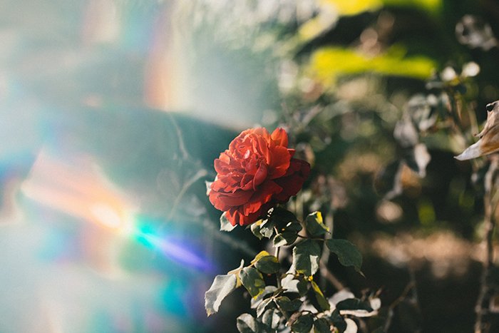 Фотография красной розы с утечкой света