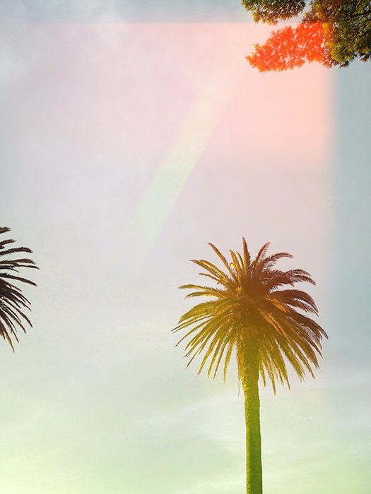 Фотография пальмы с утечками света