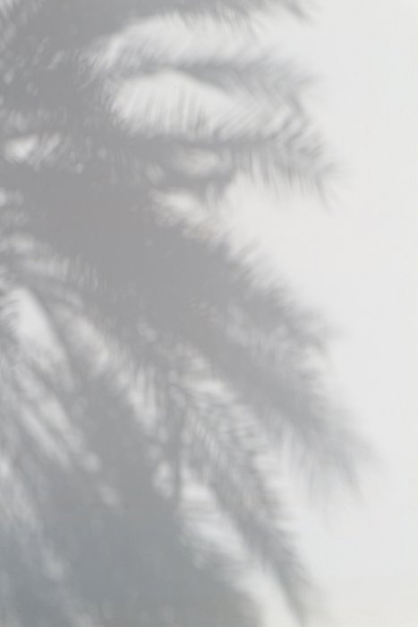 Размытая фотография тени пальмы
