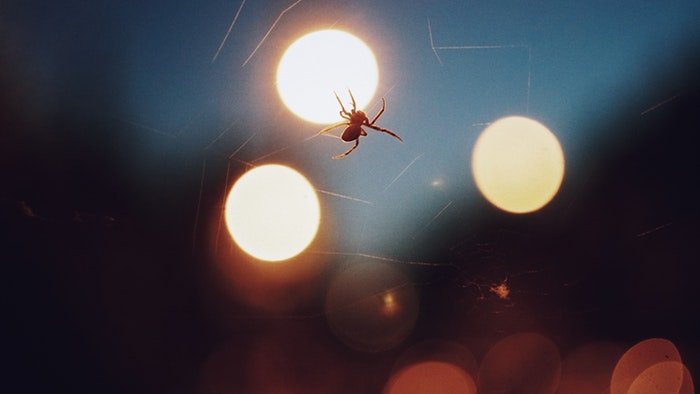 паук делает паутину ночью