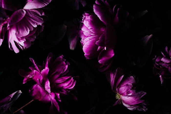 Фотография розовых цветов в темноте