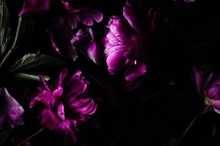 Фотография розовых цветов крупным планом в темноте