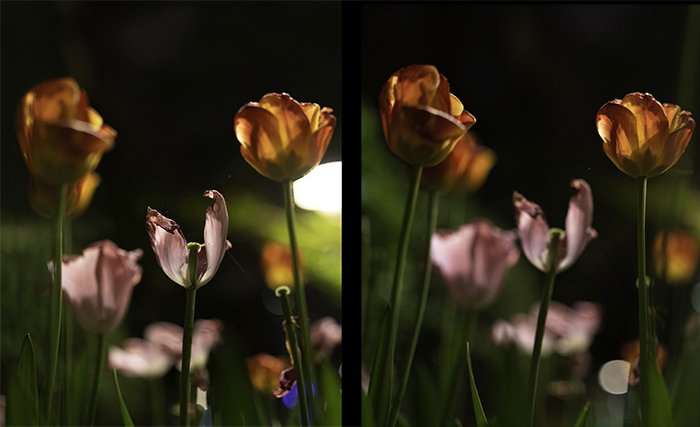 Фотографии цветов с разным фокусом