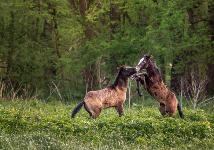 Фотография играющих диких лошадей