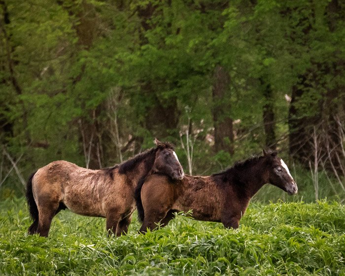 Фотография диких лошадей крупным планом в лесу