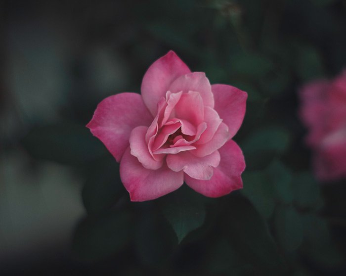 крупный план розового цветка