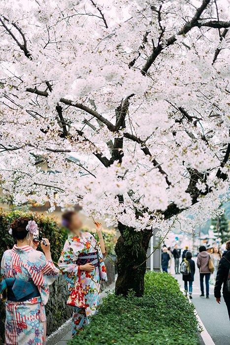 Японские девушки в традиционной одежде под цветущей сакурой