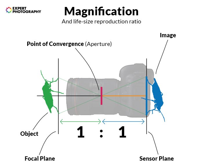 диаграмма, показывающая увеличение и коэффициент воспроизведения в натуральную величину объектива камеры