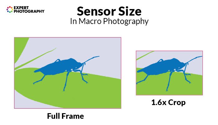 диаграмма, показывающая размер сенсора при макросъемке