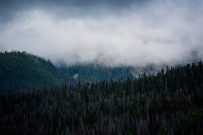 Темный, угрюмый пейзаж леса, покрытого облаками