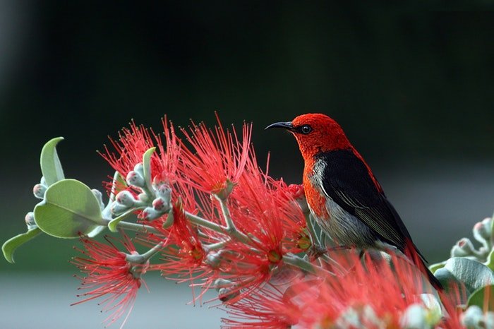 Фотография красно-черной птицы на растении с красными цветами