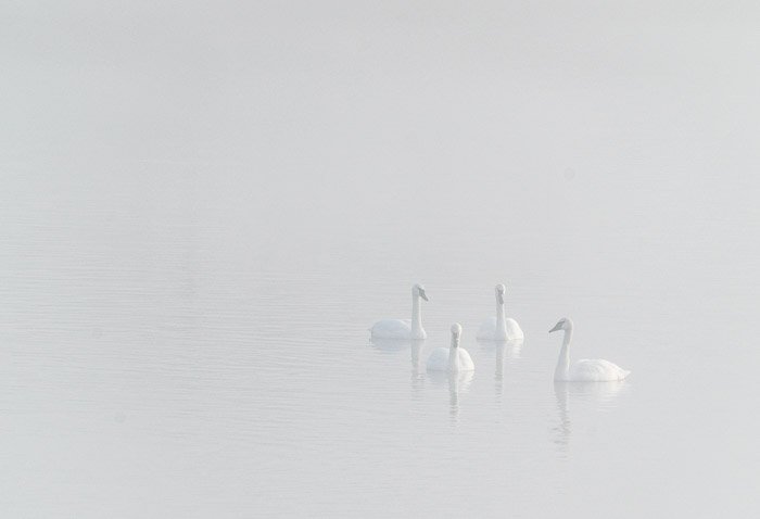 Четыре лебедя в озере