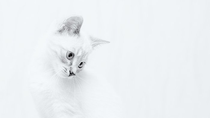 Портрет белой кошки на белом фоне
