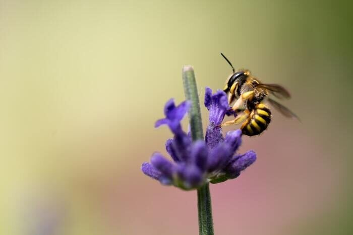 Макрофотография пчелы на цветке