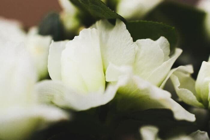 Макрофотография белых цветов
