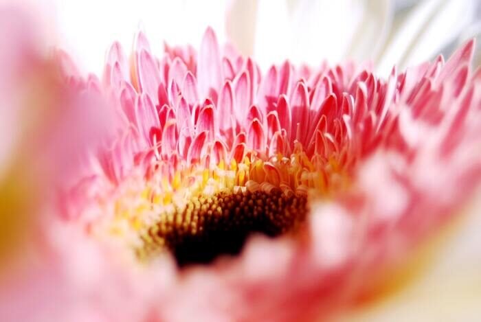 Макрофотография розового цветка