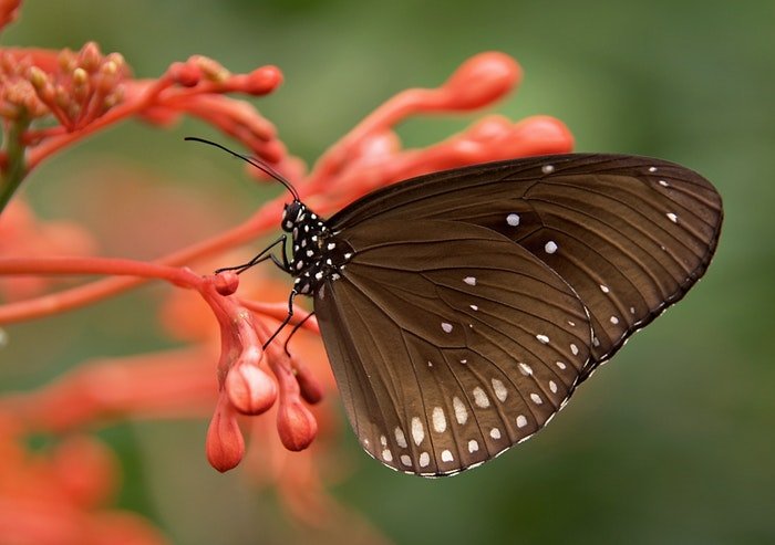 Фотография бабочки на цветке