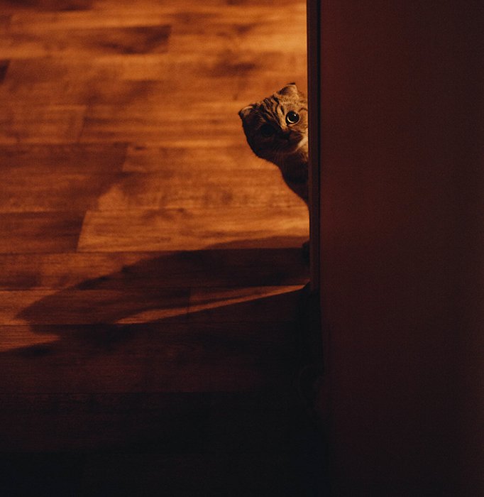 Фотография кошки, выглядывающей из-за угла в вольфрамовом свете