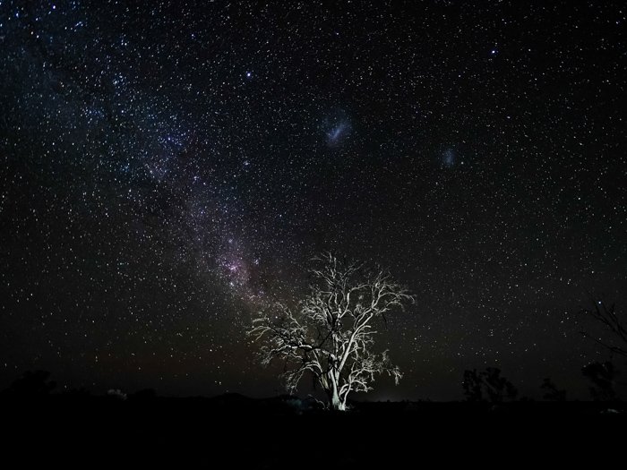A stunning star filled sky over a lone tree