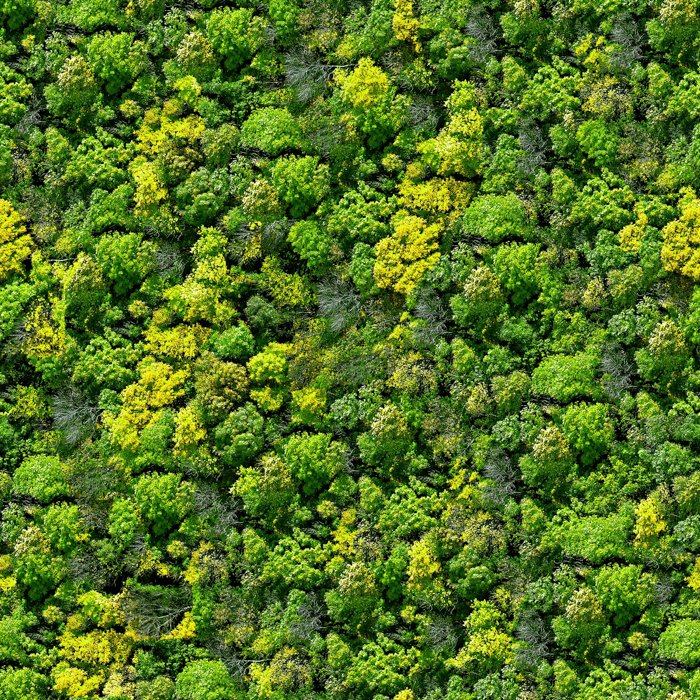 Аэрофотосъемка густого леса