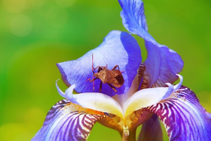 фото крупным планом насекомого, ползущего по цветку