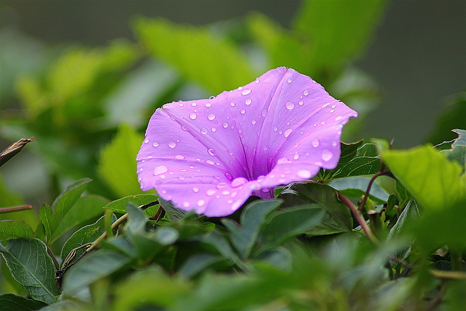 фото фиолетового цветка с капельками воды