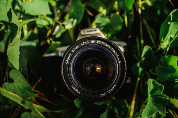 Камера с зум-объективом Canon среди листвы