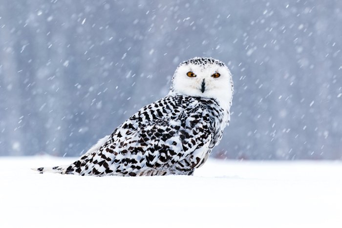 фото совы на снегу