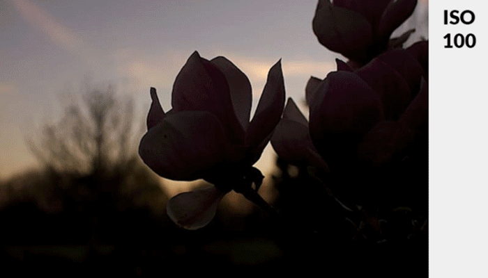 Анимированный GIF розового цветка при слабом освещении, демонстрирующий изменение экспозиции с помощью ISO
