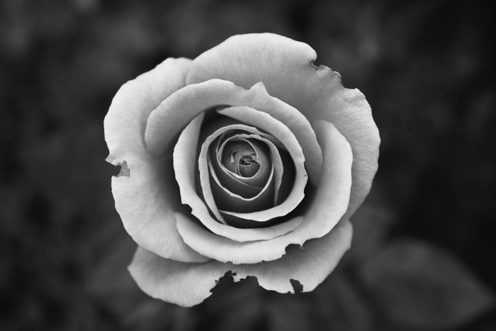 Черно-белое изображение розы крупным планом