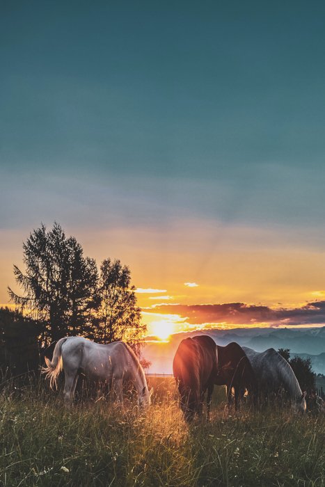 Лошади пасутся в поле на закате