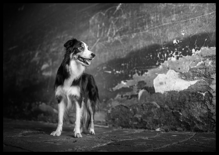  черно-белая фотография собаки