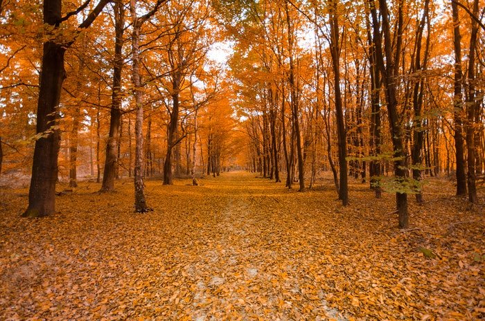 Лес, покрытый осенними листьями