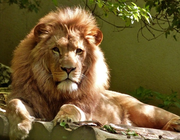 фото льва-самца, лежащего на камне в зоопарке