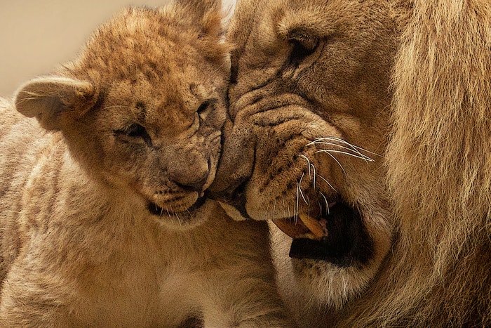 Фотография из зоопарка самца льва и львенка, прижавшихся друг к другу головами