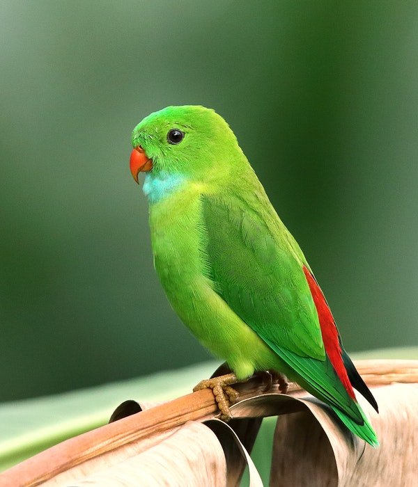 фото маленького зеленого попугая в зоопарке