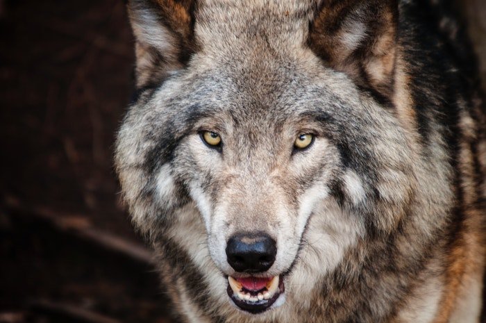 Зоопарковская фотография волка, смотрящего прямо в камеру