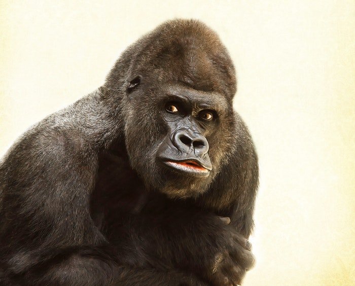  зоопарк фото портрет гориллы на белом фоне