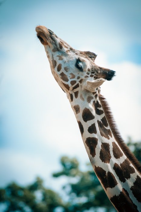фото жирафа в зоопарке
