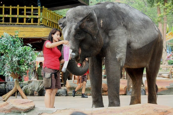 фото смотрителя, кормящего слона в зоопарке