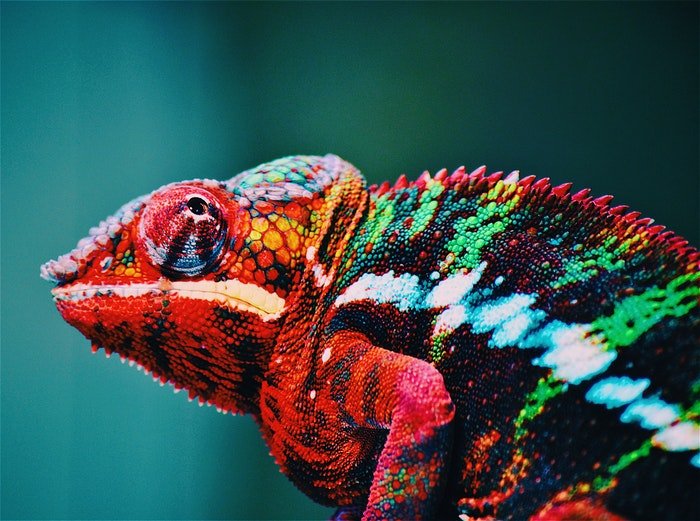 фото крупным планом красочного хамелеона