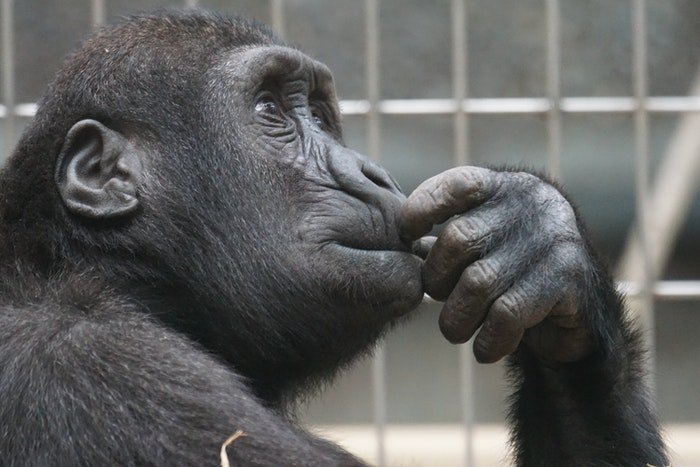 портретная фотография гориллы в зоопарке
