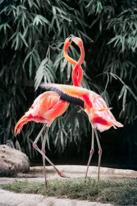 Зоопарк фото двух фламинго с переплетенными шеями