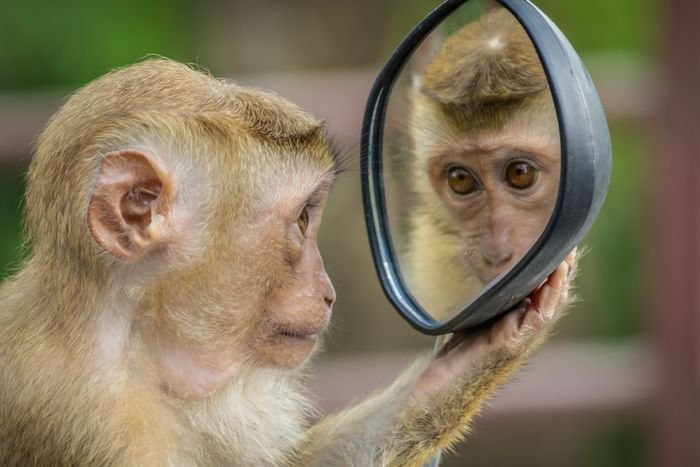 фото обезьяны, держащей зеркало