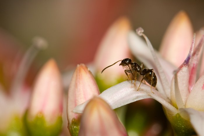 Крупный план муравья на лепестке розового цветка