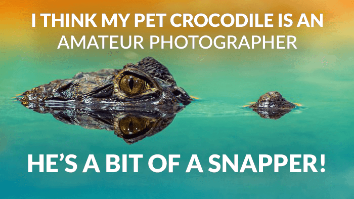 Фотошутка над фотографией крокодила в озере