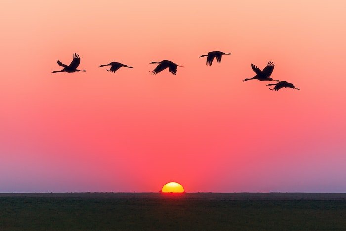 Птицы, летящие на закате, иллюстрируют настройки пейзажной фотографии для дикой природы